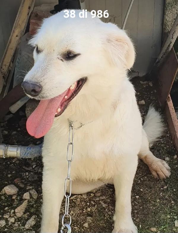 Bianca 8mesi meravigliosa cresce in canile.MOLISE Foto 5